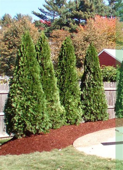 trees-shrubs (Medium)