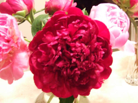 Large Red Peony