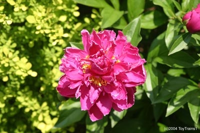 peony-2004-04