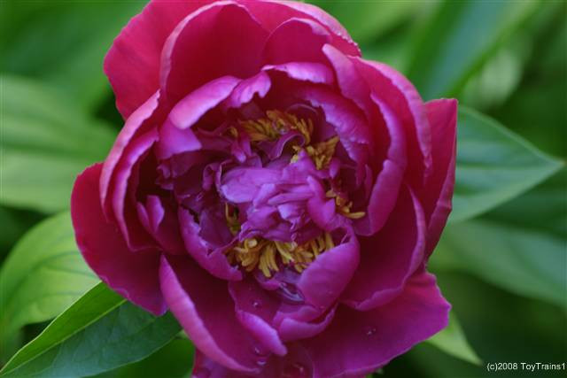 peony-2008-06