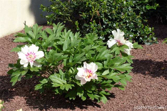 peony-2010-011