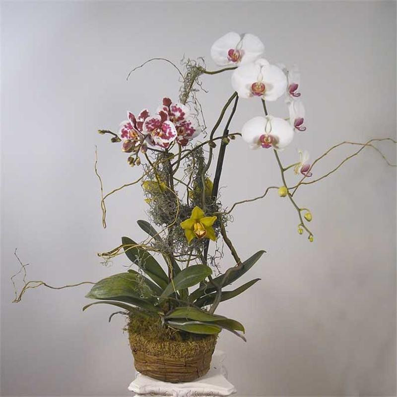 orchid-basket-sympathy-DSCN (Medium)