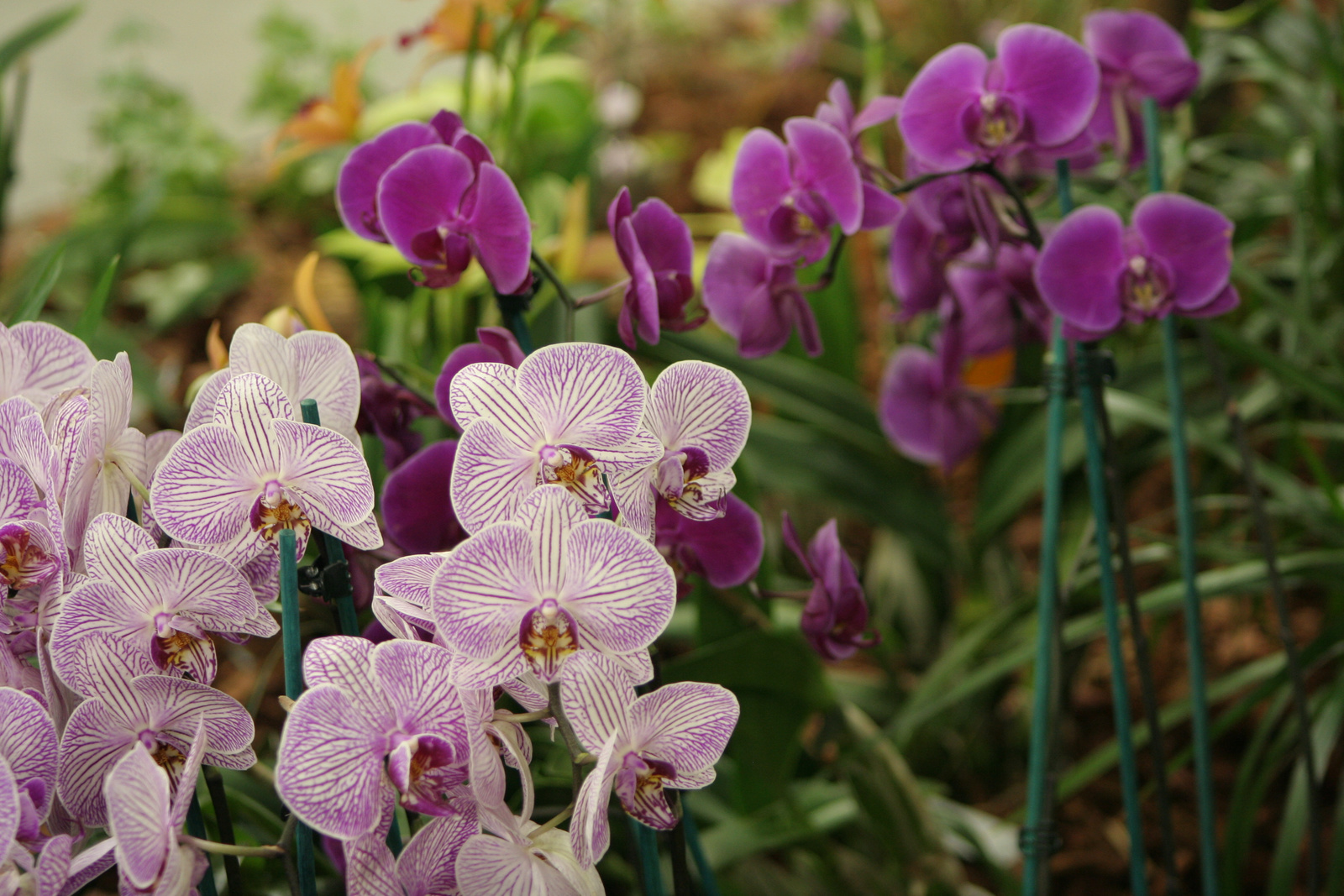 2010.03.19 orchidea kiállítás 087