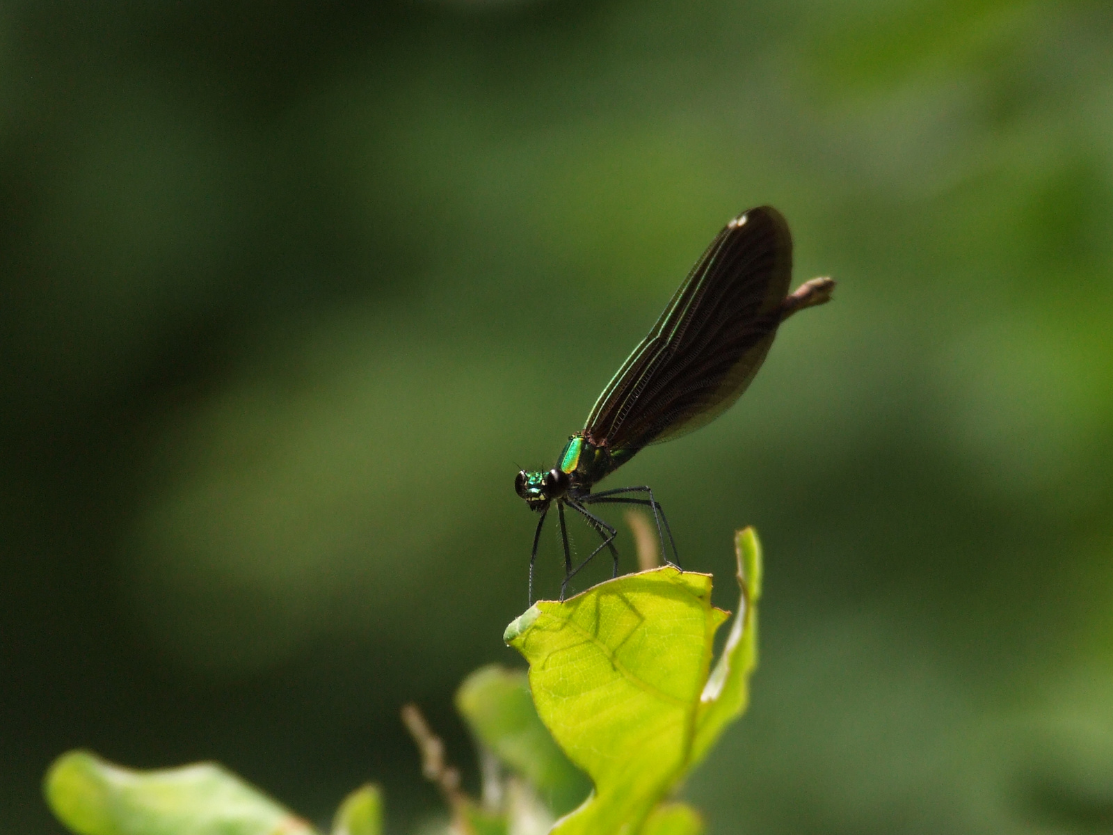 Dragonfly