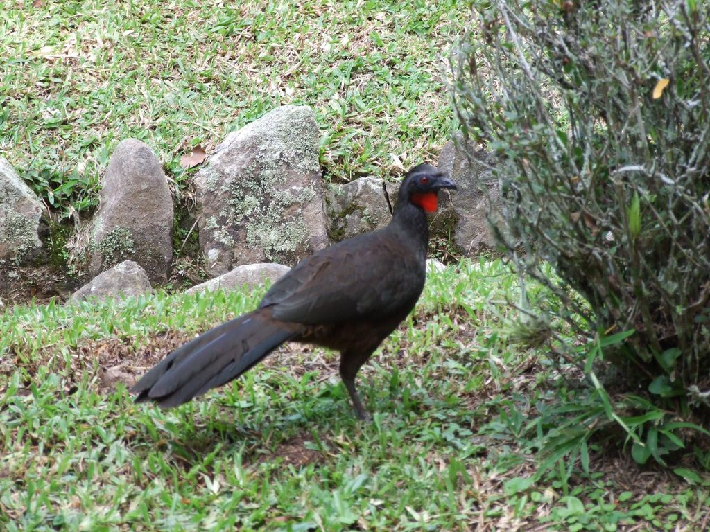 brazília 2009 260