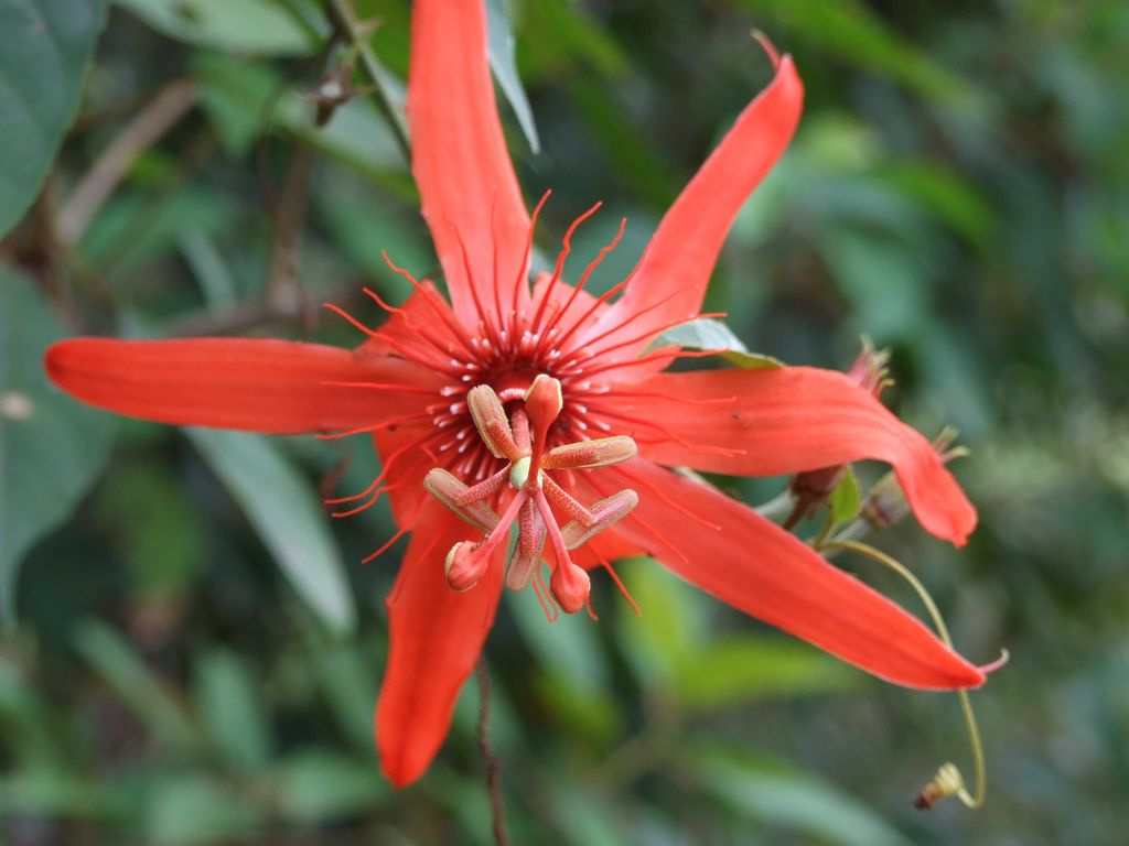 passiflora, a maracuja virága