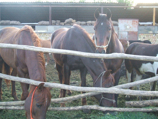 Gárdony 2008.05.01. 003