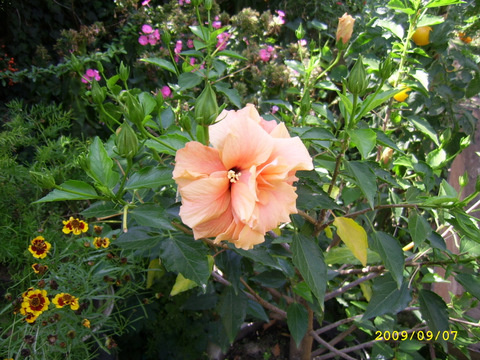 hibiszkusz