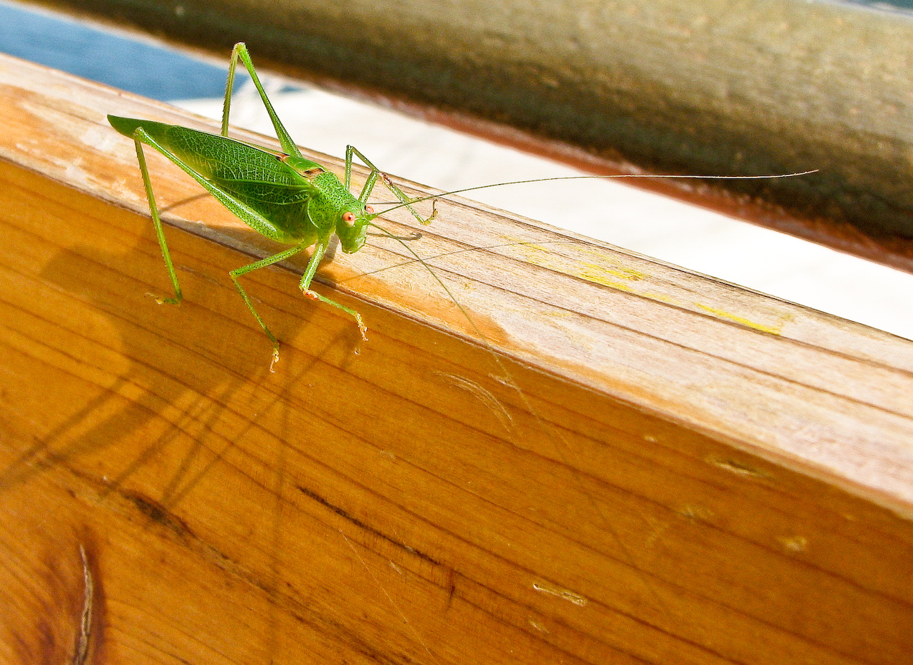 The Little Stowaway / A kis potyautas