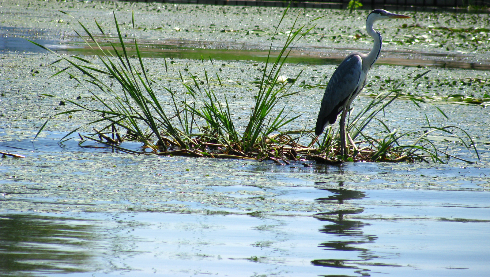 Tisza-tó 1