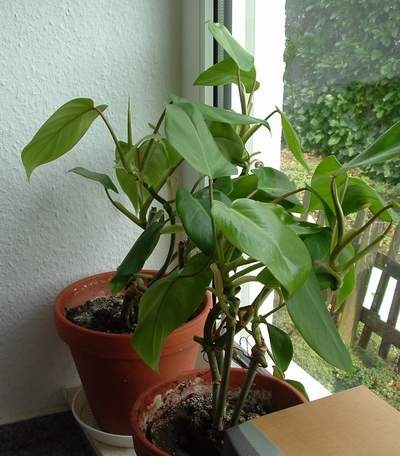 Philodendron scandens2