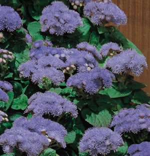 ageratum houstonianum2