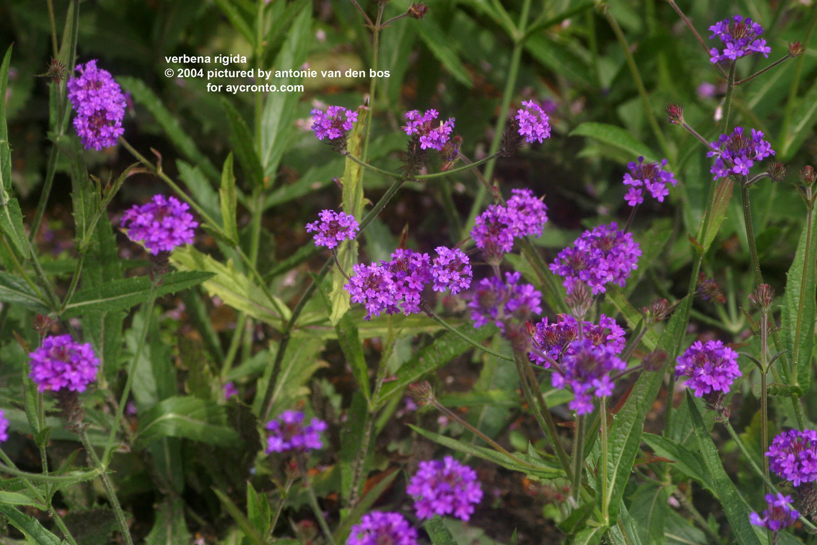 verbena rigida2