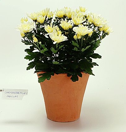 chrysanthemum indicum