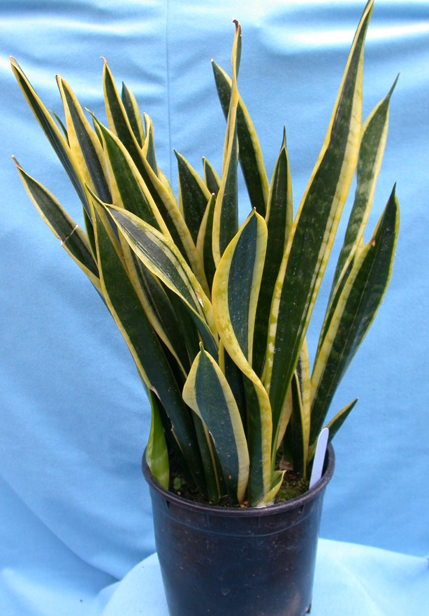 sansevieria trifasciata laurentii