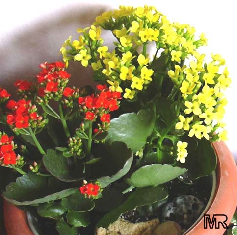 kalanchoe blossfeldiana2