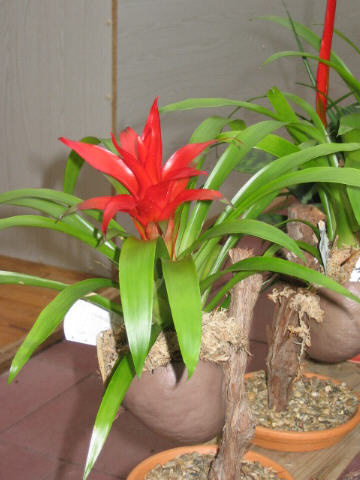 guzmania hybrida