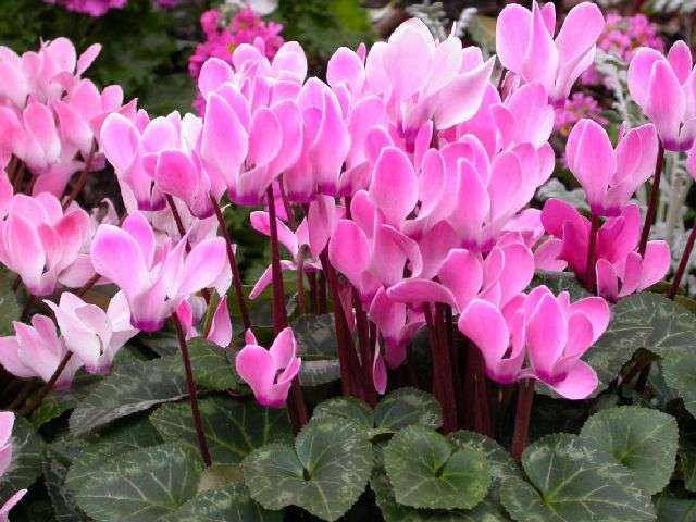 cyclamen persrcum