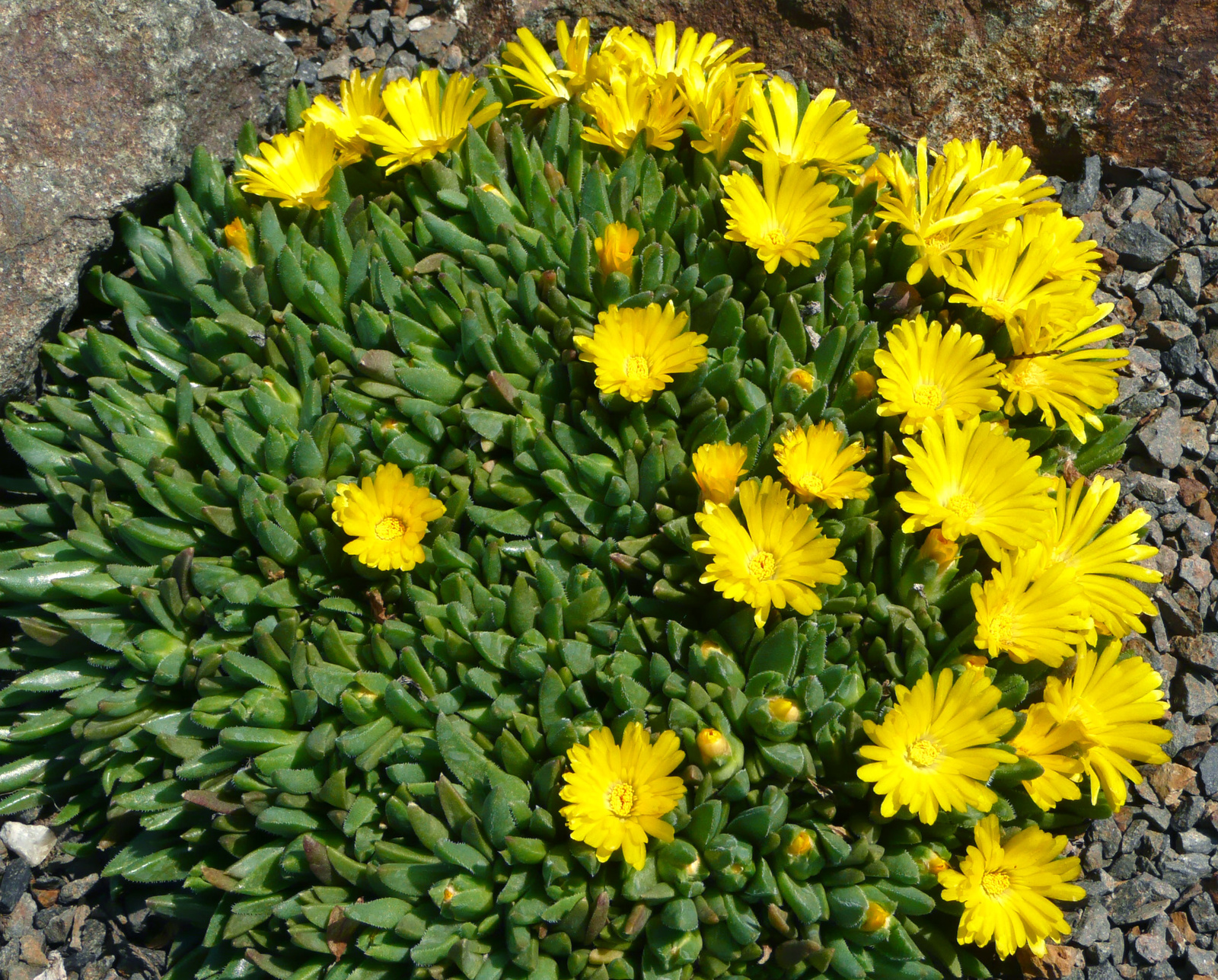 Delosperma nubigenum