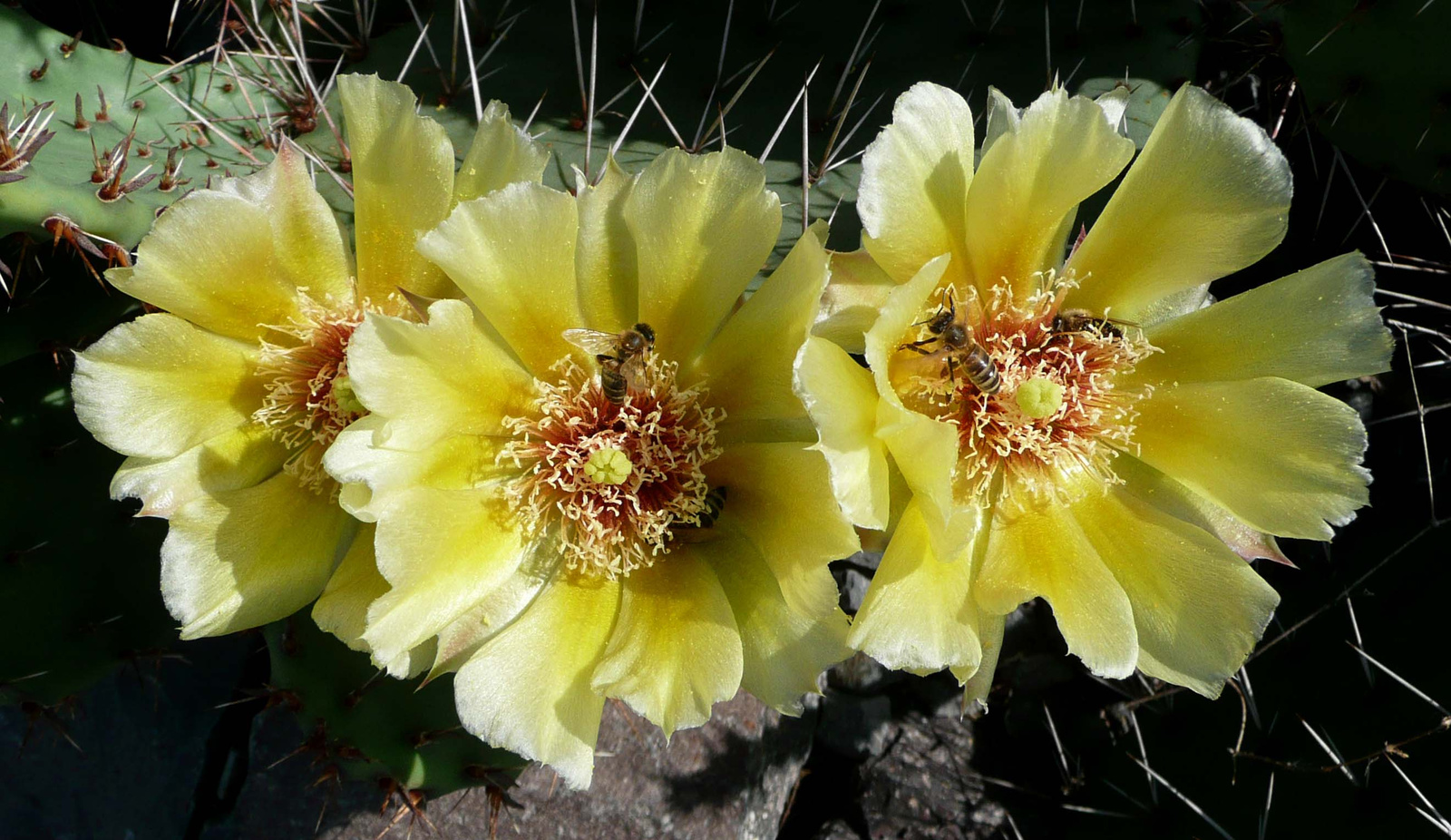 Opuntia14