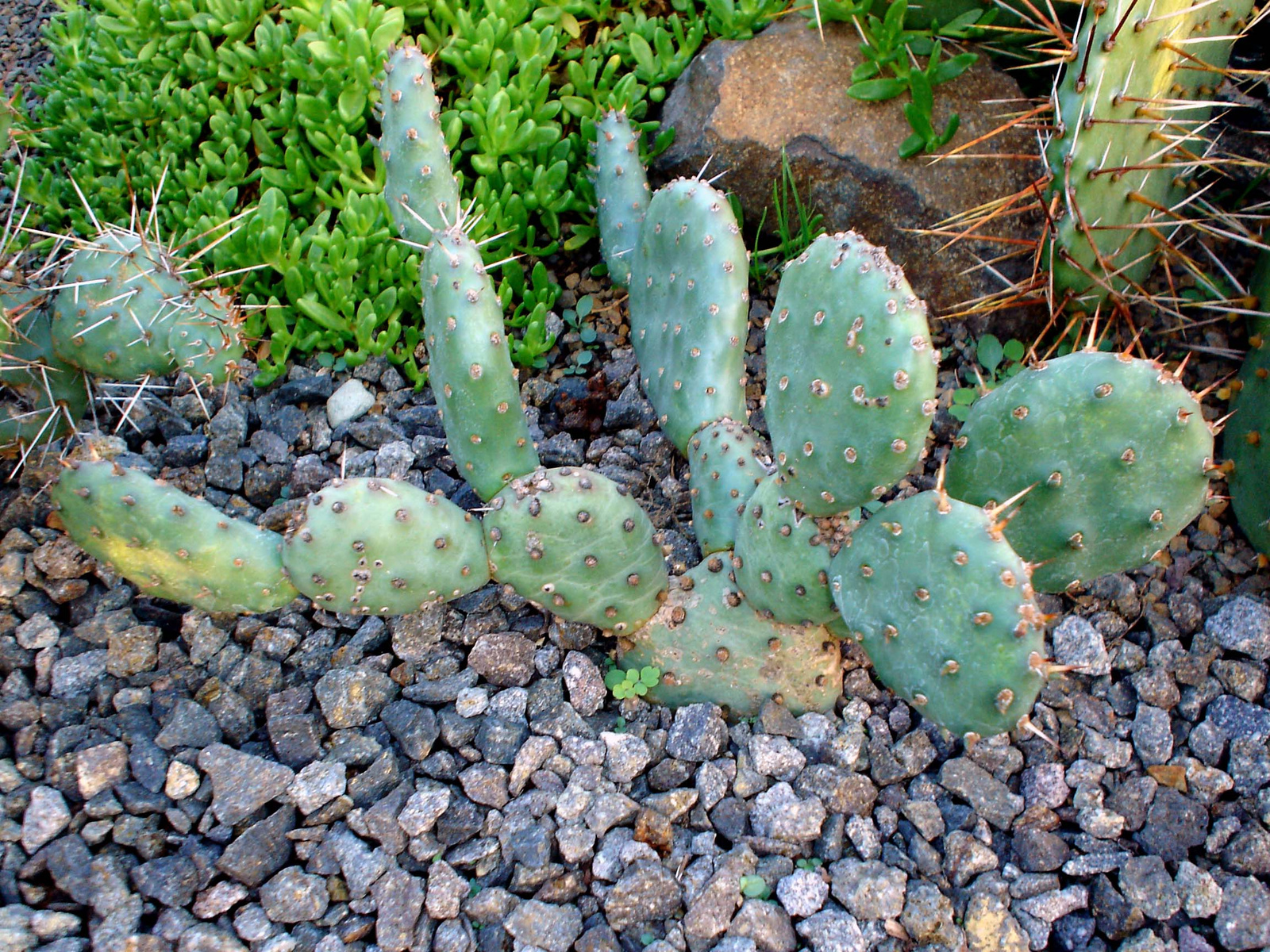 Opuntia basilaris var brachyclada