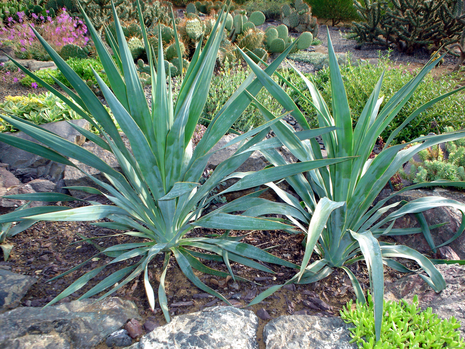 Yucca pallida