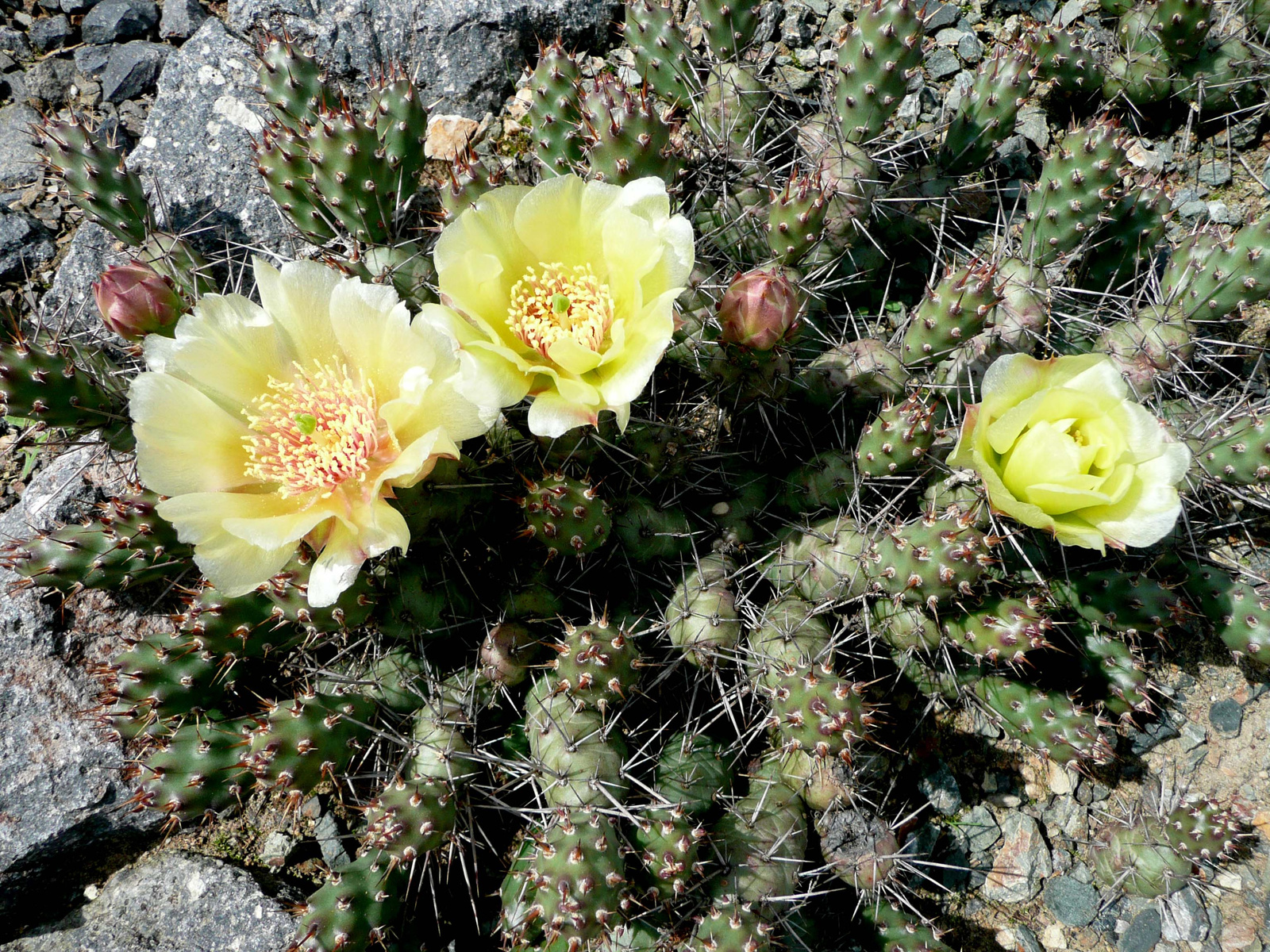 Opuntia fragilis