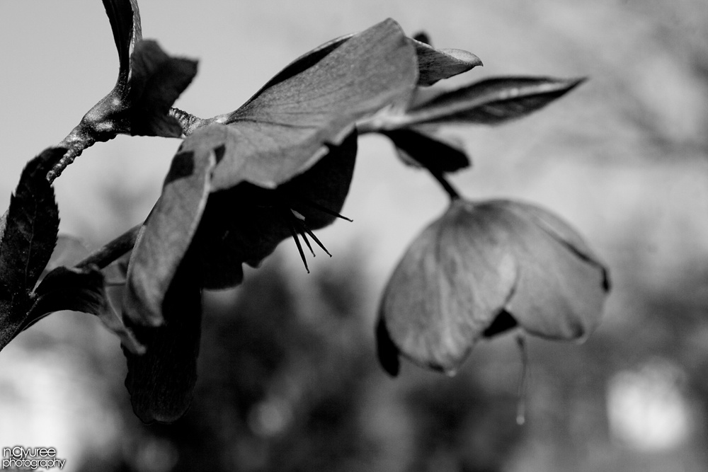 Négylábú esernyõ, hunyor módra (Helleborus niger)