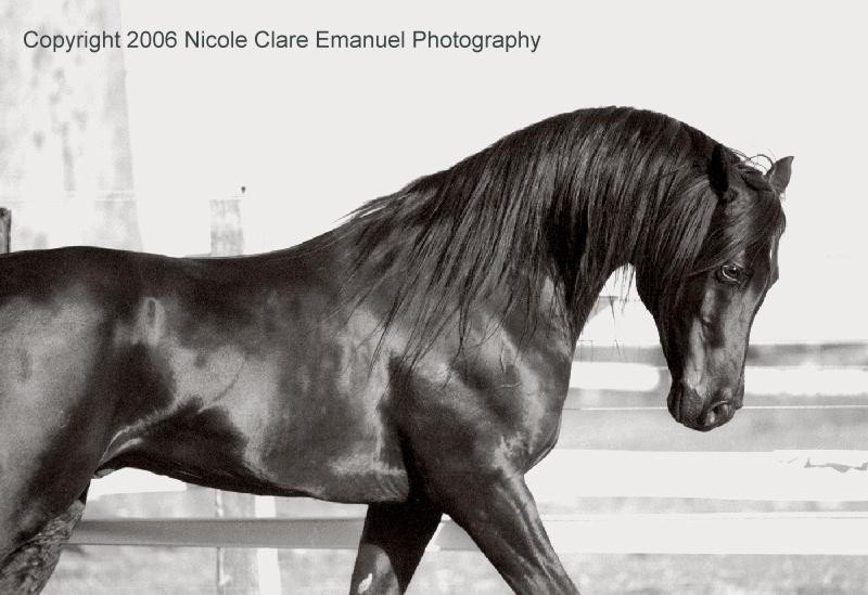 horse photographie nicole emanuel 1