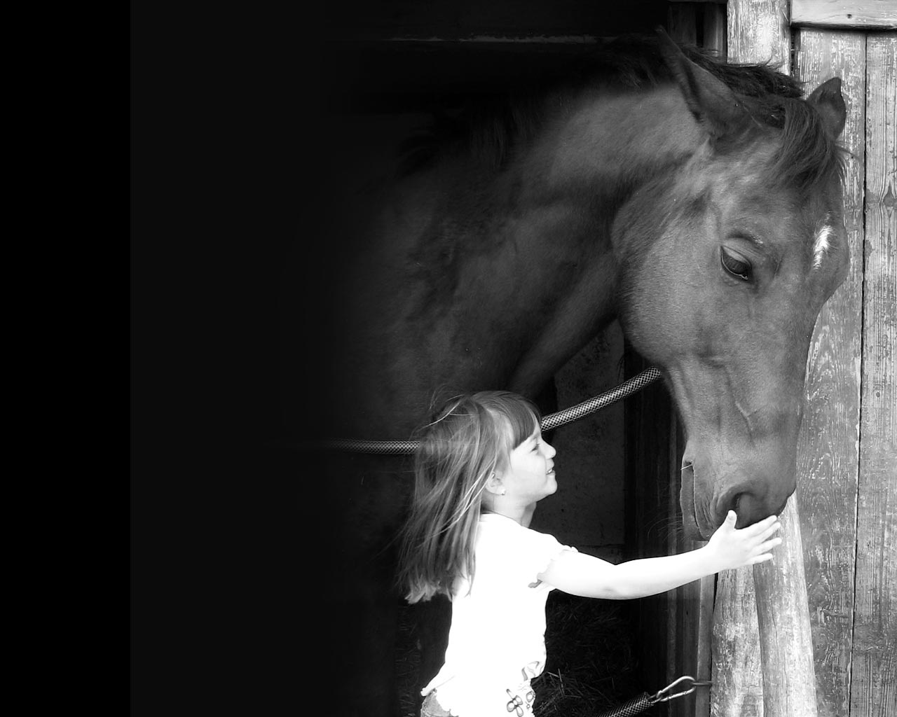 horse wall