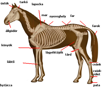 400px-Horseanatomy.png