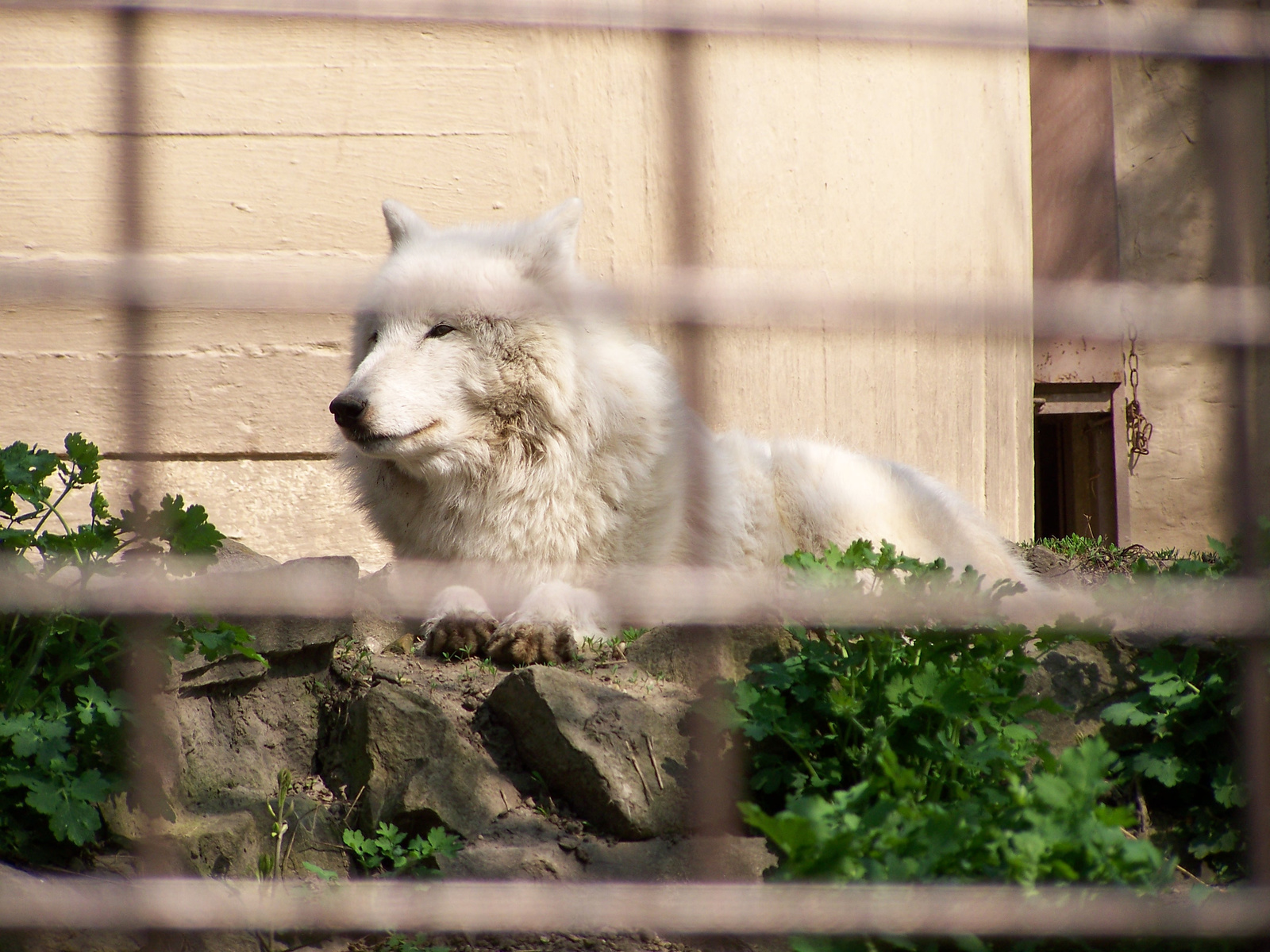 fehér farkas