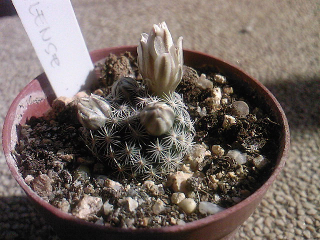 Mammillaria coahuliense