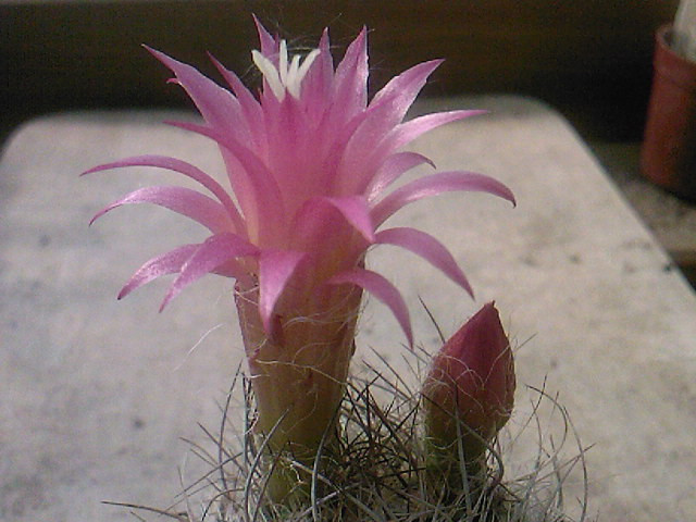 Neoporteria multiflorum