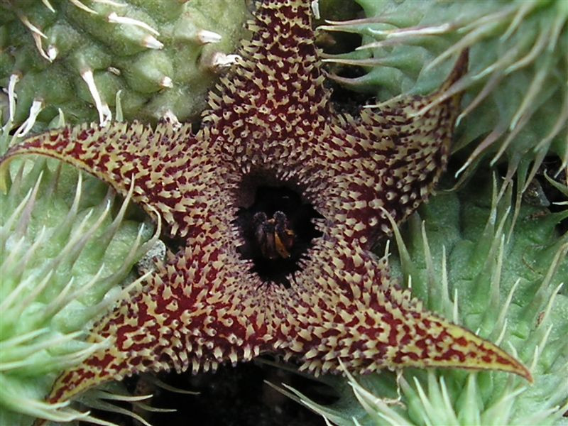 Huernia pillansii