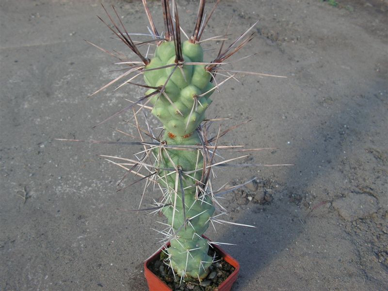 Tephrocactus