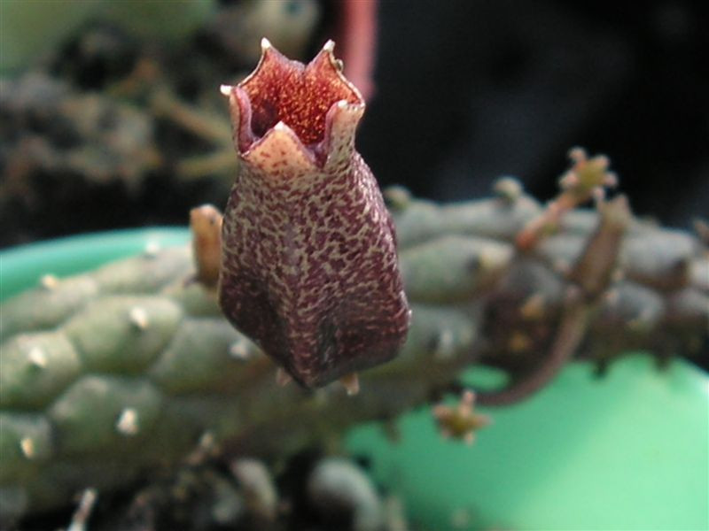 Echidnopsis squammulata