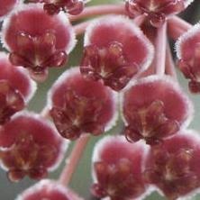 hoya angustifoliajo