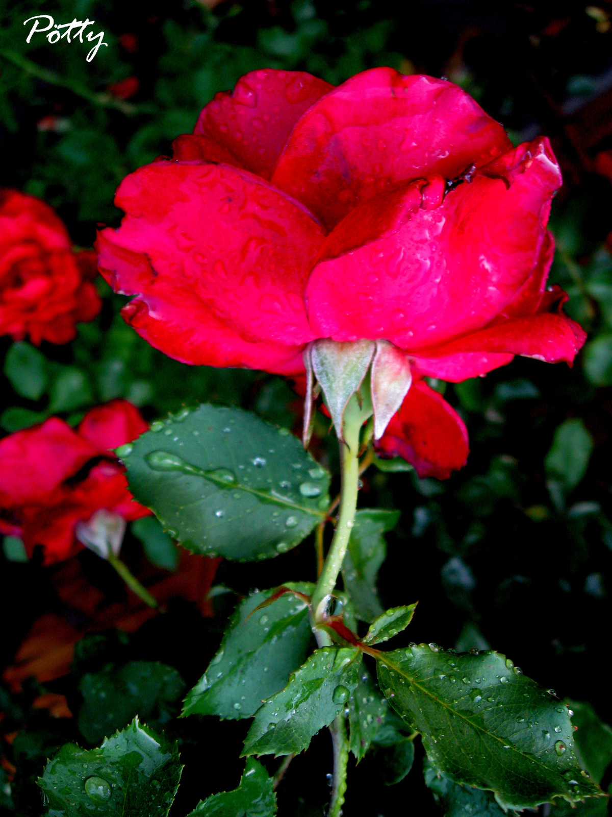 esőverte rózsa