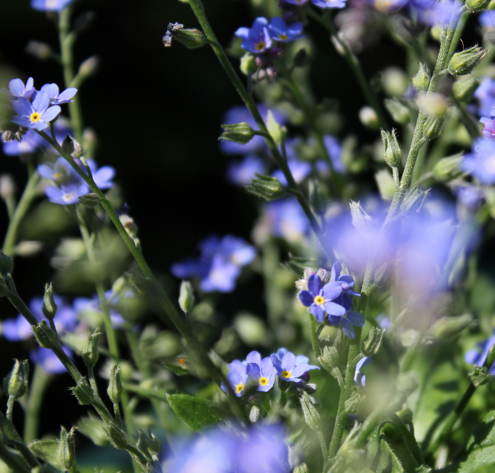Sok kék virág